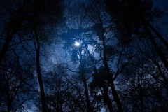 MG_2207