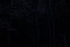 MG_2029