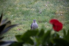 IMG_7137