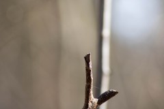 IMG_9808